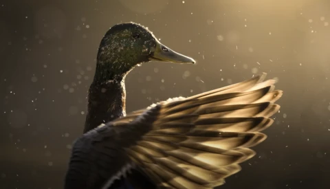Duck with dark plumage and extended wings backlit by warm golden light with bokeh particles.