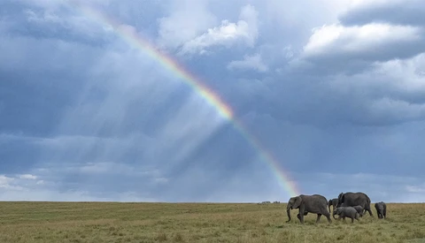 Elephant family walking across grassland beneath a rainbow and dramatic storm clouds.