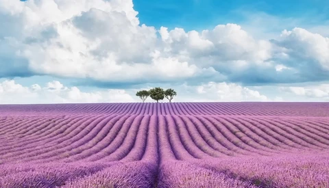 Rows of purple lavender flowers stretch toward the horizon with three trees silhouetted against a blue sky with white clouds.