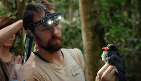 Wildlife researcher with headlamp examining a small black bird with orange markings perched on his hand in a forest setting.