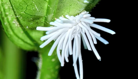 Delicate white flower with thin, hair-like petals radiating outward from center, attached to bright green leaf against black background.