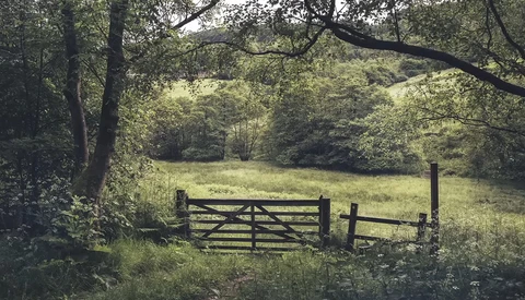Wooden farm gate in a sunlit pastoral landscape surrounded by dense green trees.