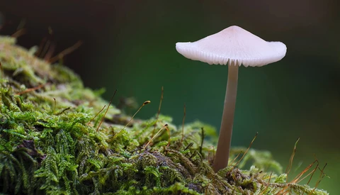 Delicate white mushroom with thin stem growing on vibrant green moss.