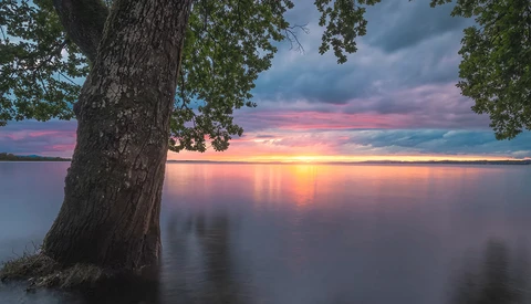 Large tree trunk beside still water at sunset with pink and gold sky reflected on the surface.