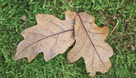 Two dried oak leaves resting on vibrant green moss.