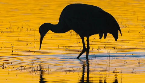 Silhouetted wading bird bending down in shallow water at golden hour.