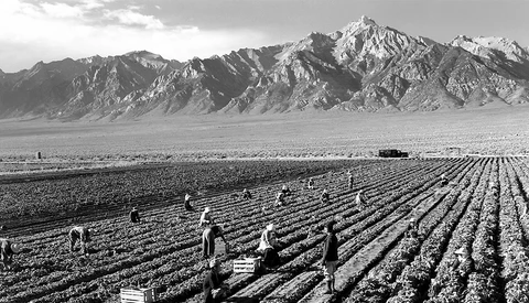 Agricultural workers harvesting crops in rows across a vast desert valley beneath dramatic snow-capped mountains.