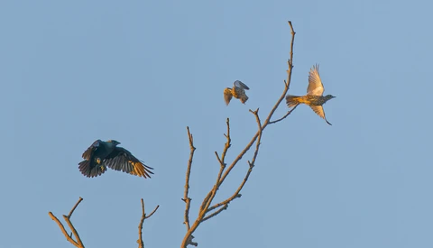 Three birds in flight around bare branches against a clear blue sky.