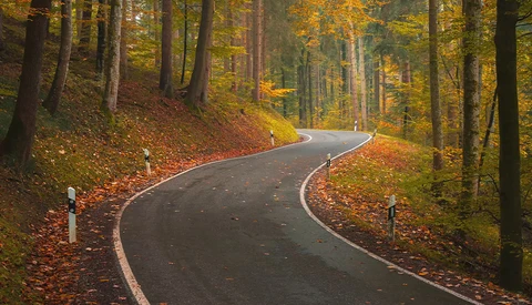Winding asphalt road through autumn forest with golden foliage and fallen leaves.