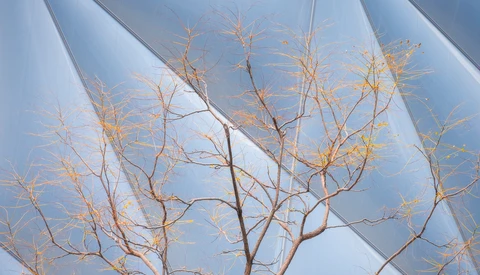 Dried plant branches with delicate seed pods backlit by soft blue sky and white fabric.
