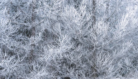 Frost-covered vegetation with intricate ice crystal formations creating delicate white patterns across dried plants and grasses.