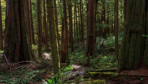 Dense redwood forest with tall conifers, moss-covered trunks, and a small stream running through the woodland floor.