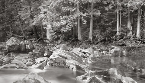 Forest stream with rocks and fallen logs beneath tall evergreen trees in black and white.