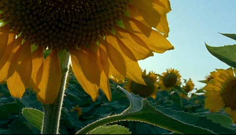Close-up of sunflower petals backlit by bright sunlight with green stems and leaves in soft focus background.