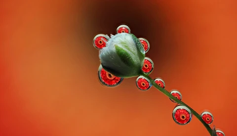 Green poppy seedpod surrounded by red water droplets against an orange background.