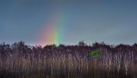 Rainbow arcing over a dense birch forest under overcast sky.