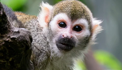 Close-up portrait of a squirrel monkey's face with distinctive white facial markings and dark eyes.
