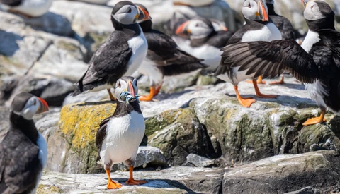 Atlantic puffin with small fish in its beak stands among a group of puffins on rocky terrain.