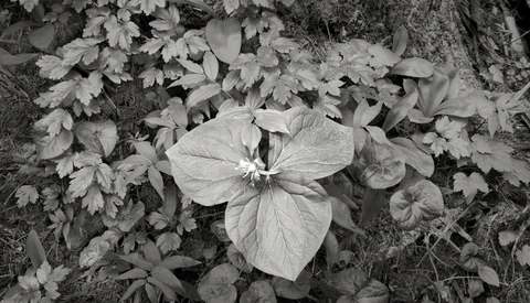 Black and white close-up of a four-petaled flower with prominent stamens surrounded by deeply lobed foliage.
