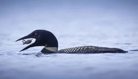 Black loon swimming in calm water with a small fish in its beak, white spotting visible on wings and back.