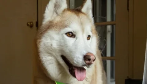 Husky dog with tan and white coat, tongue out, wearing a bright green collar indoors.