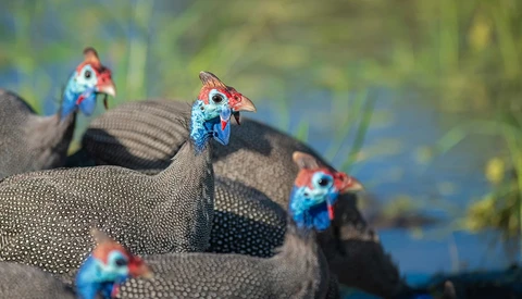 Four guinea fowls with vibrant blue facial markings perched on textured gray rocks near water.