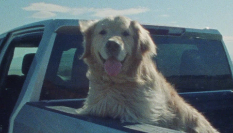 Golden retriever with tongue out, positioned at truck window against blue sky.