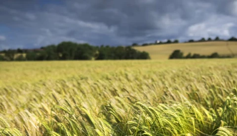 Vast grain field with ripening crops stretching toward tree line under dramatic cloudy sky.