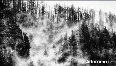Misty forest landscape with dense coniferous trees partially obscured by fog and clouds.