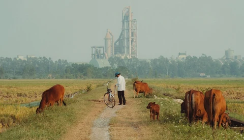 Man with bicycle standing among grazing cattle on a rural dirt path, with industrial structures visible in the hazy distance.
