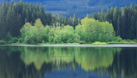 Forested shoreline with deciduous trees reflected in still lake water beneath coniferous forest.