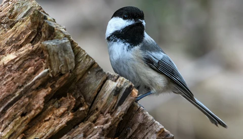 Black-capped chickadee perched on a rough wooden branch with soft blurred background.