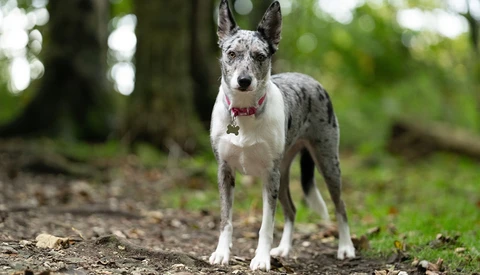Gray and white dog standing alert on a dirt path surrounded by green foliage.