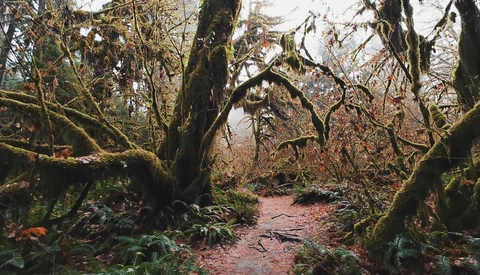 Moss-covered trees frame a winding dirt path through a dense, leafless forest in autumn or winter.
