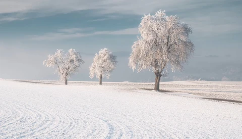 Three frost-covered trees in a snowy field under a partly cloudy sky.