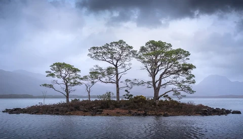 Windswept pine trees on a small rocky island in a misty lake surrounded by distant mountains.