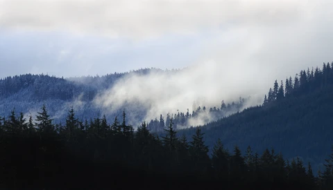 Misty mountain landscape with layered evergreen forests and dramatic fog rolling through valleys.