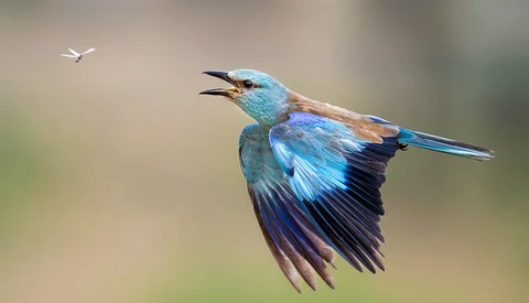 Iridescent blue kingfisher in flight with wings spread, pursuing a small insect against a soft, blurred background.