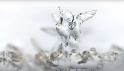 White bird in flight with wings spread above blurred snowy ground and background.