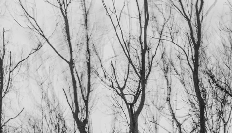Bare tree branches silhouetted against an overcast sky in a minimalist winter landscape.