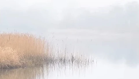 Golden marsh grasses reflected in still water under overcast sky.