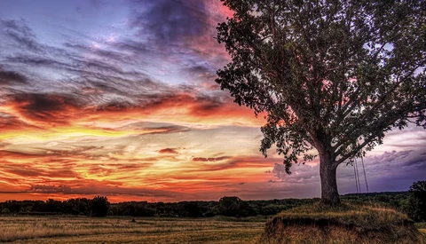 Large tree silhouetted against a dramatic sunset sky with vibrant orange and purple clouds.
