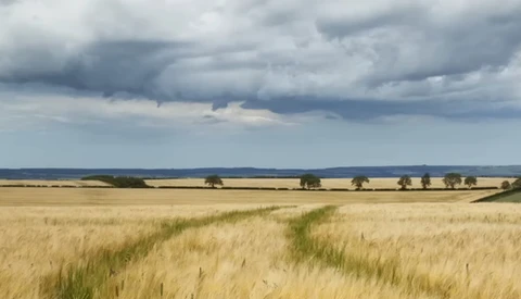 Golden grain field stretching toward horizon under dramatic storm clouds with scattered trees.