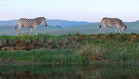 Two zebras grazing on grassy terrain beside a still river with mountains in the distance.