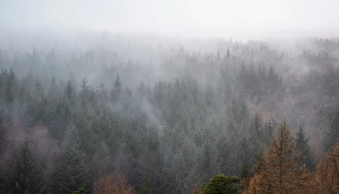 Dense coniferous forest shrouded in thick mist and fog, with evergreen trees fading into white atmospheric haze.
