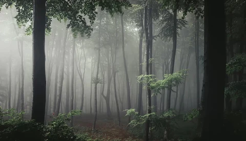 Misty forest with tall trees creating vertical lines through thick fog and dappled light filtering through canopy.