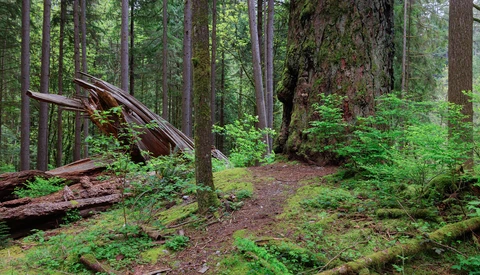 Dense forest with towering conifers, fallen logs, and lush green understory vegetation covering the forest floor.