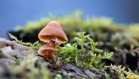 Small mushrooms with peachy-orange caps growing among vibrant green moss on a decaying log.