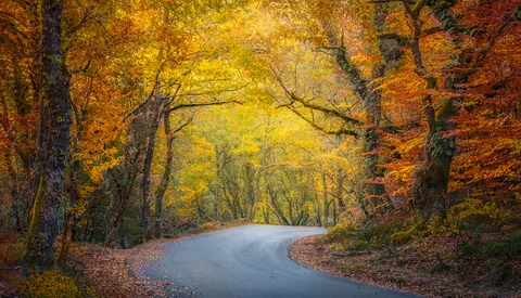Curved road lined with autumn trees creating a natural tunnel of golden and orange foliage.