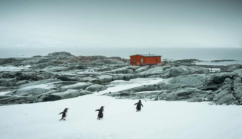 Four penguins walking across snow toward a red building on a rocky, glacial coastline.
